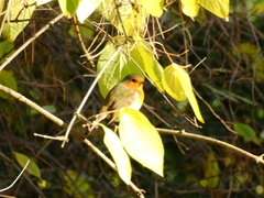 Erithacus rubecula