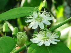Passiflora lancetillensis