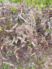 Gymnanthera oblonga