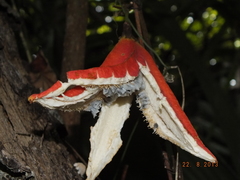 Passiflora rovirosae