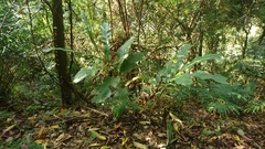 Alpinia uraiensis