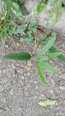 Parsonsia heterophylla