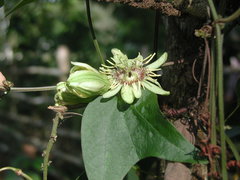 Passiflora rovirosae