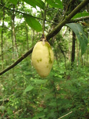 Passiflora serratifolia