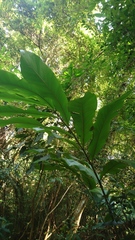 Alpinia uraiensis
