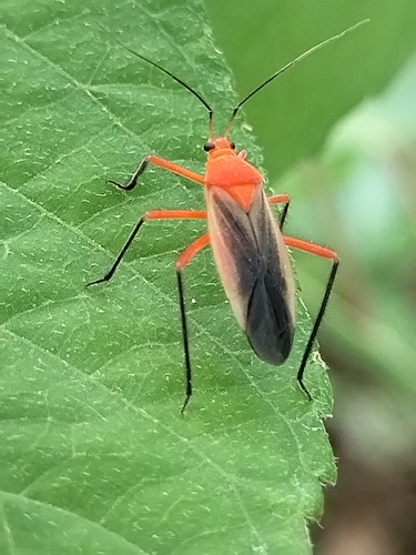 Prepopsoides schumanni