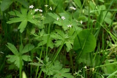 Geranium albiflorum