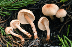 Lepiota thiersii