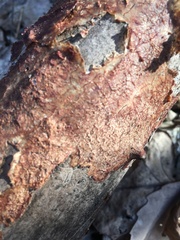 Merulius tremellosus image