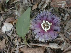 Passiflora serratifolia