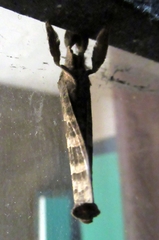 Hepialoidea