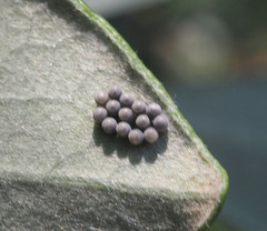 Trissolcus