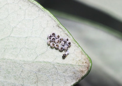 Trissolcus