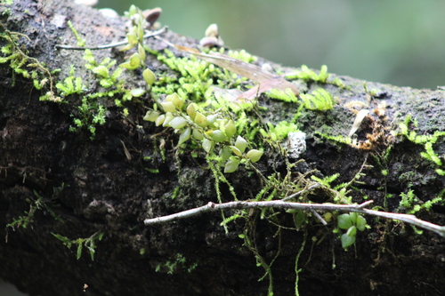 Peperomia psilostachya