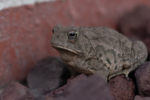 Woodhouse's Toad