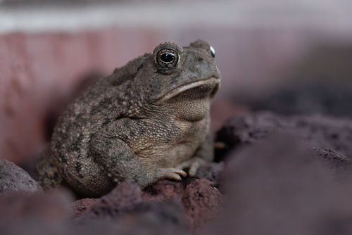 Woodhouse's Toad photographed in Nebraska