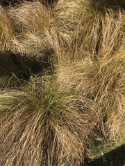 Poa cita