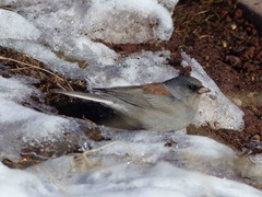 Junco hyemalis caniceps