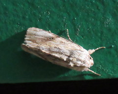Image of Spodoptera eridania