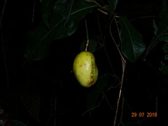 Passiflora serratifolia