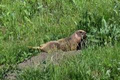 Marmota kastschenkoi