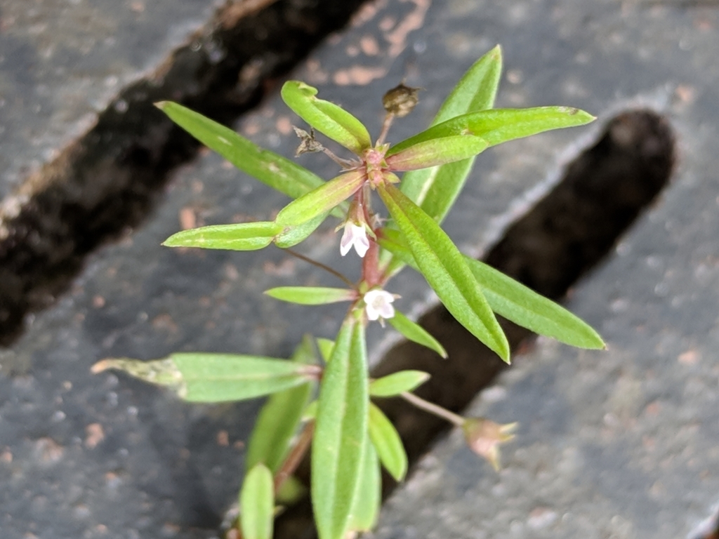 Old World Diamond Flower from Lake County, USFL, US on December 25