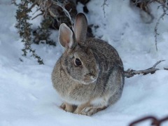 Sylvilagus nuttallii