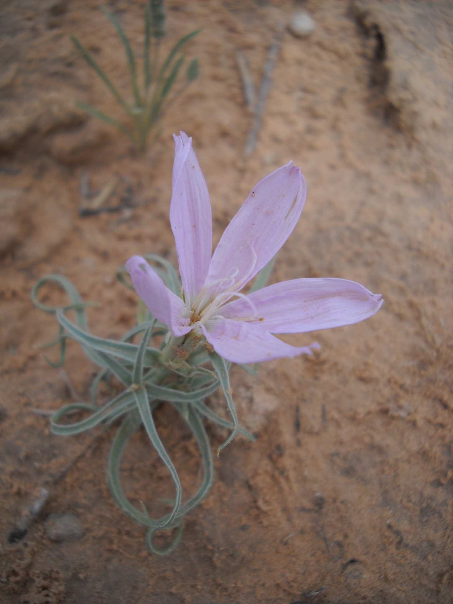 Lygodesmia grandiflora var. arizonica