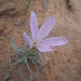 Lygodesmia grandiflora arizonica - Photo (c) Walter Fertig, algunos derechos reservados (CC BY-NC), subido por Walter Fertig