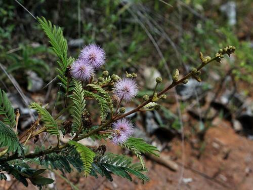 Mimosa foliolosa, 2012-02-01