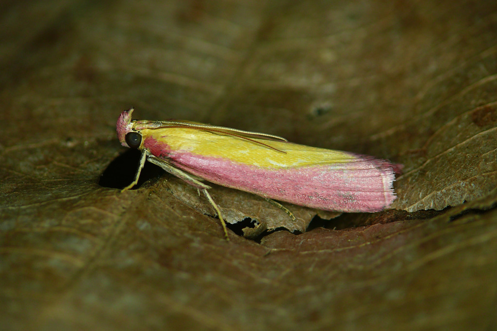 Rosy-striped Knot-horn