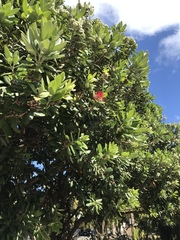 Metrosideros excelsa
