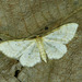 Idaea fuscovenosa - Photo (c) Michał Brzeziński, algunos derechos reservados (CC BY-NC), subido por Michał Brzeziński