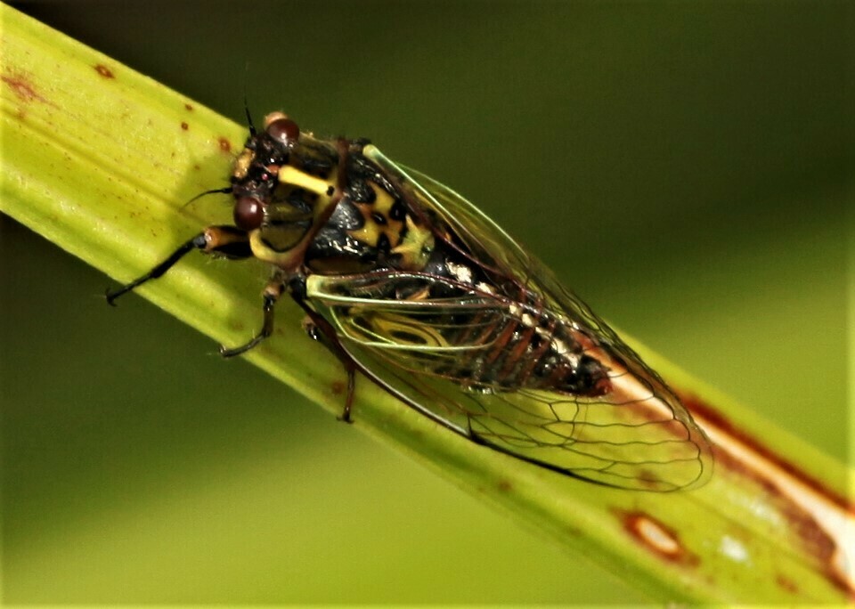 Pink Cicada from Bluff 9814, New Zealand on March 26, 2018 at 01:19 PM ...