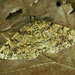 Deileptenia ribeata - Photo (c) Michał Brzeziński, alguns direitos reservados (CC BY-NC), uploaded by Michał Brzeziński