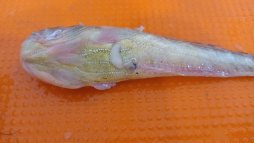 Daisy midshipman (Porichthys margaritatus) — Batrachoididae — 5