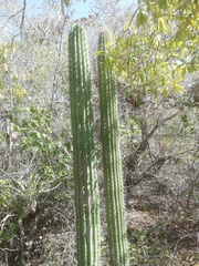 Cephalocereus nudus