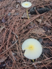 Leucocoprinus fragilissimus image