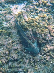 Ophioblennius steindachneri