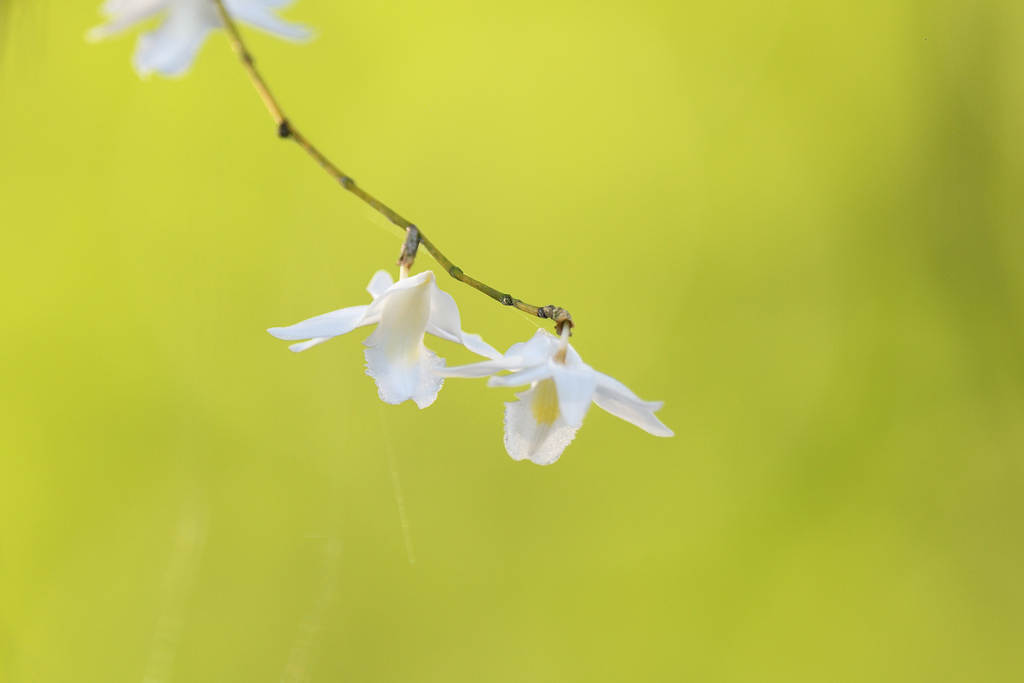 Dove flower from Tanglin, Singapore on March 9, 2023 at 08:36 AM by ...