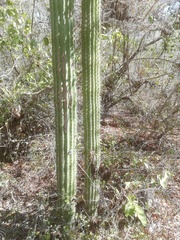 Cephalocereus nudus