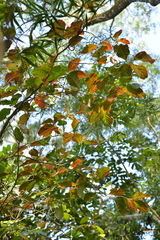 Homalium cochinchinense