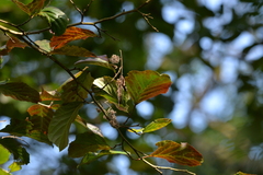 Homalium cochinchinense