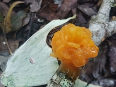Tremella mesenterica image