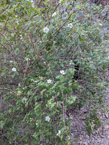 Image of Rubus neomexicanus by (c) Bruce Hartman, some rights reserved (CC BY)