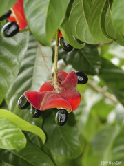 Sterculia parviflora