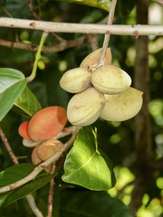 Sterculia parviflora