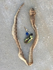 Pantherophis ramspotti
