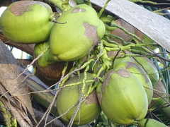 Cocos nucifera image