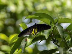 Troides helena cerberus